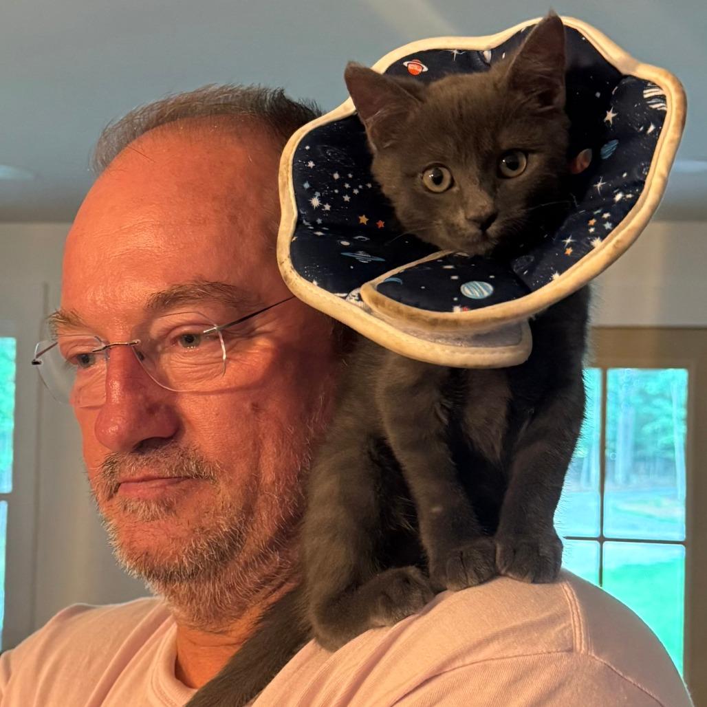 Turbo, Adoptable, Kitten Male Russian Blue & Domestic Short Hair.