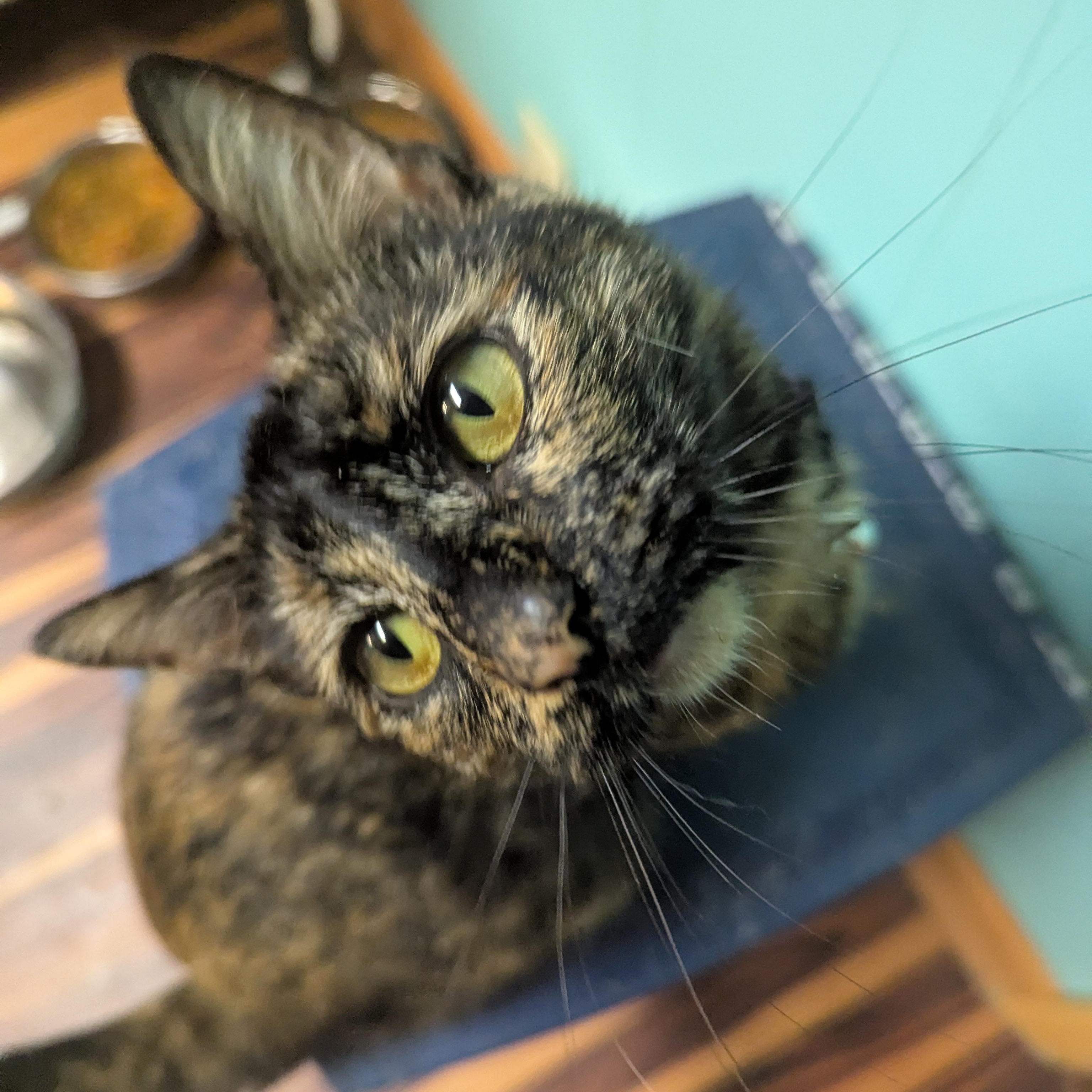 Aphrodite, Adult Female American Shorthair