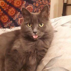 Lily (et Tattoune), a Adoptable Domestic Medium Hair in Montreal, QC image 6/6