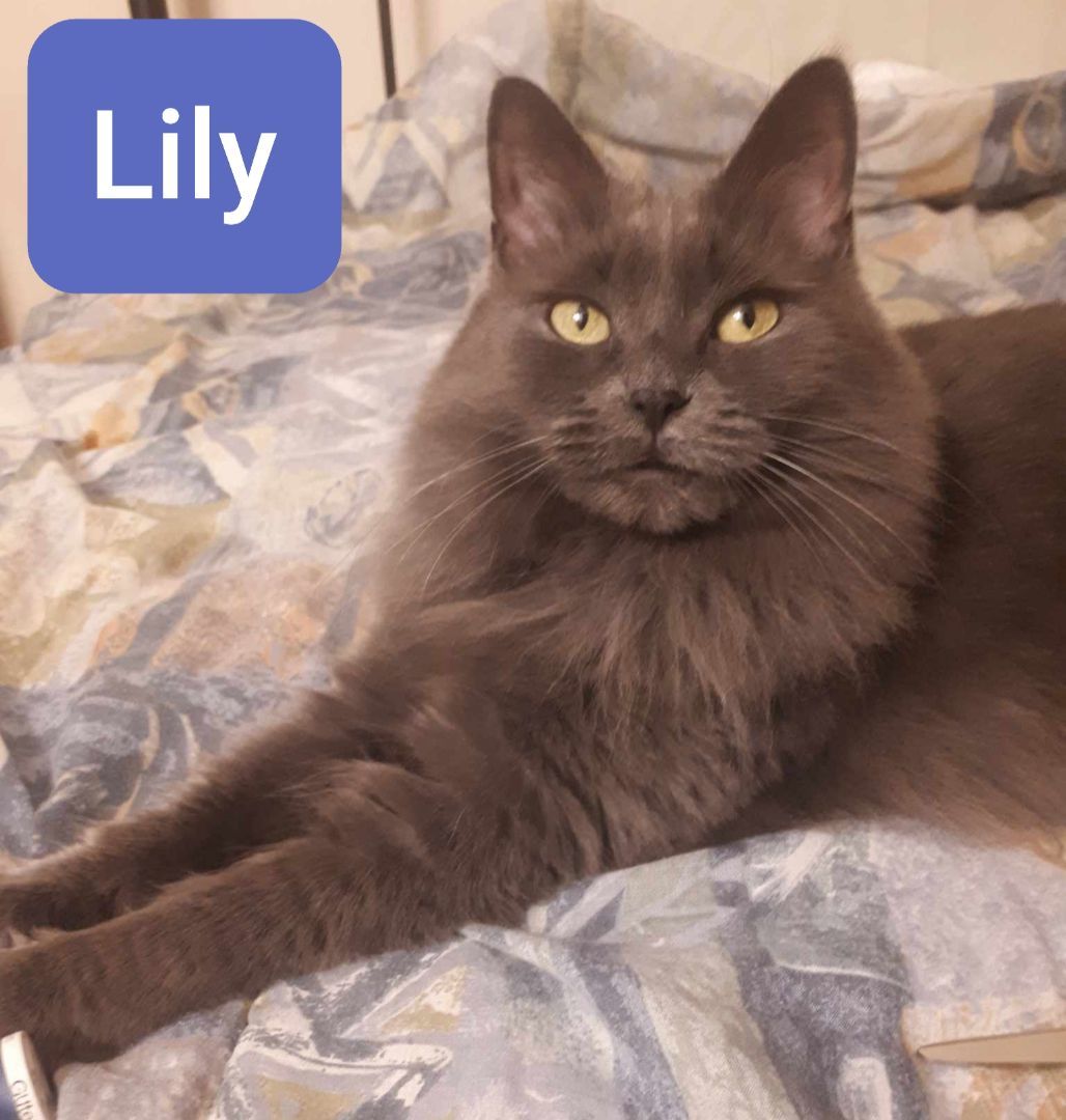 Lily (et Tattoune), a Adoptable Domestic Medium Hair in Montreal, QC image 3/6