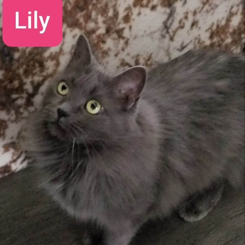 Lily (et Tattoune), a Adoptable Domestic Medium Hair in Montreal, QC image 4/6
