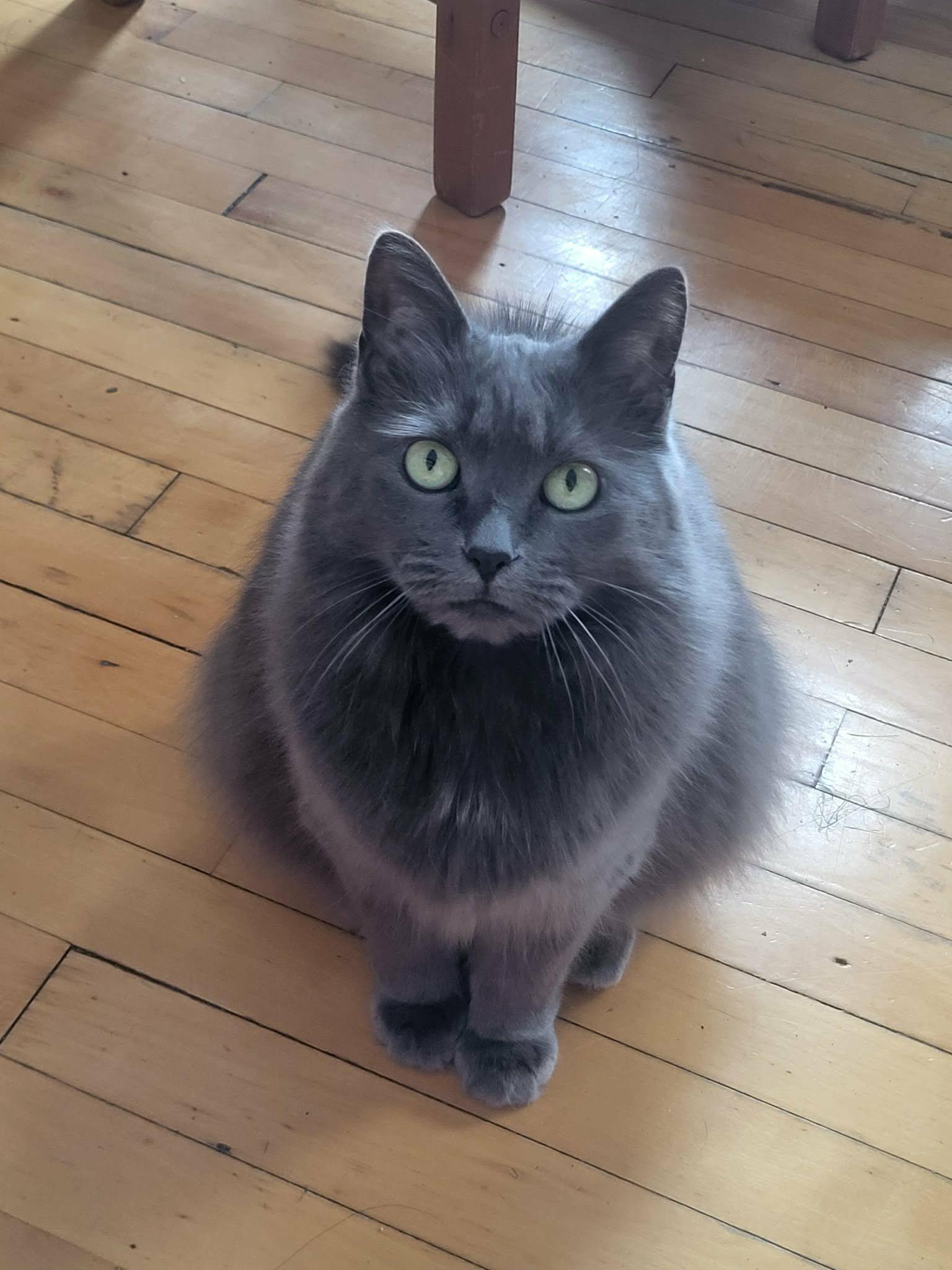 Lily (et Tattoune), Adoptable, Adult Female Domestic Medium Hair.