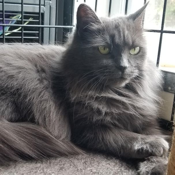 Enlarge Lily & Tattoune, a Adoptable Domestic Long Hair in Montreal, QC image 2/6