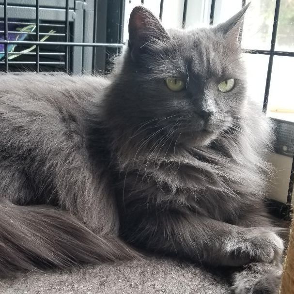 Lily (et Tattoune), a Adoptable Domestic Medium Hair in Montreal, QC image 5/6