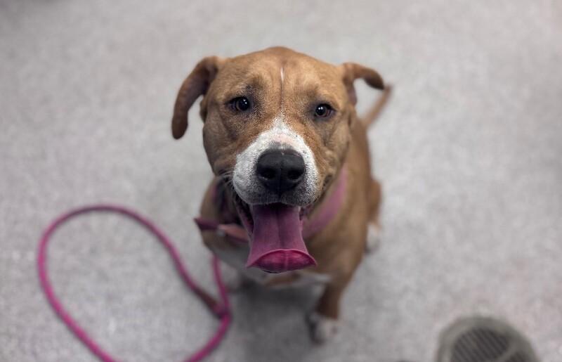 Precious, Adoptable, Adult Female Labrador Retriever & Mixed Breed.