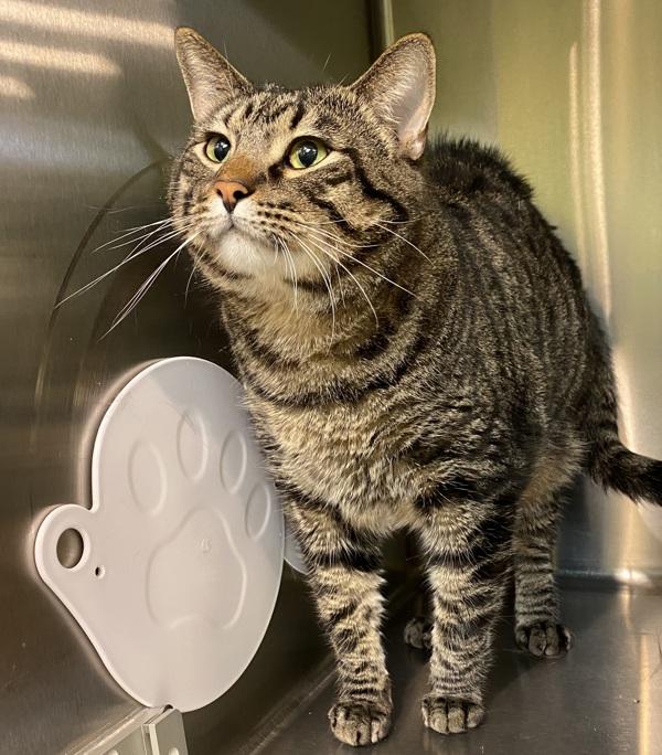 Enlarge Trip, a Adoptable mixed breed in Sioux City, IA image 1/1