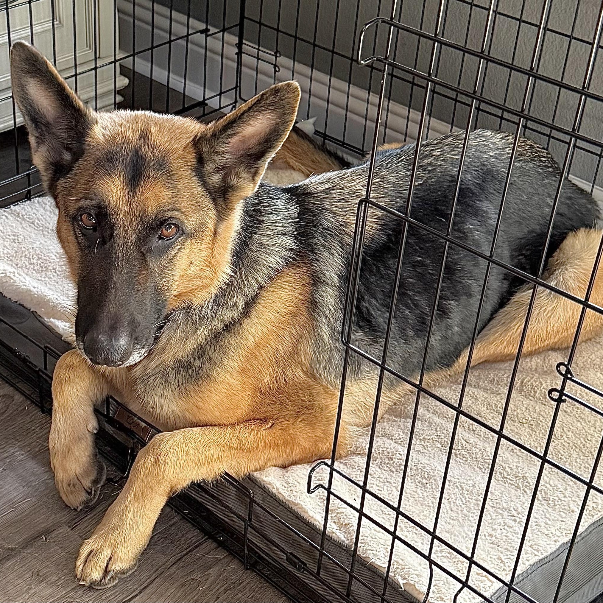 Luna Blitzen, a ADOPTABLE mixed breed in Carrollton, TX image 2/3