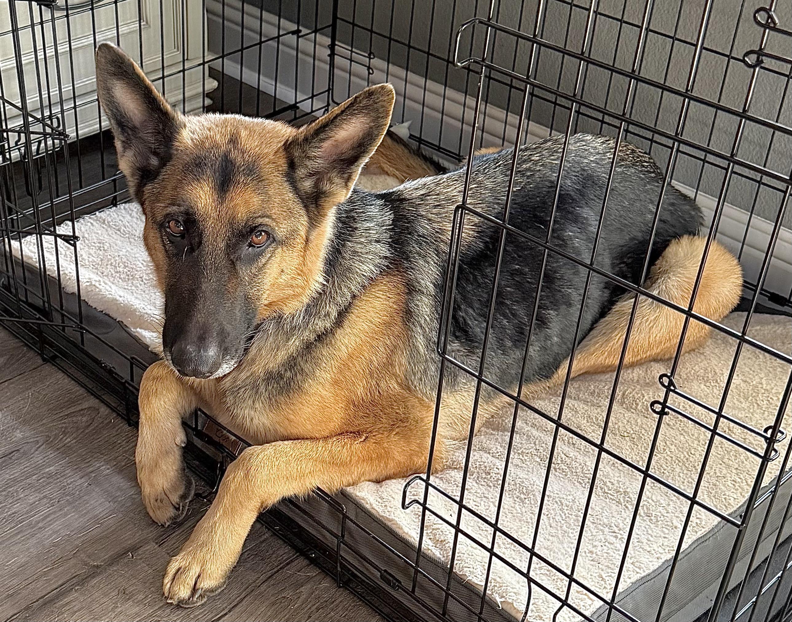 Enlarge Luna Blitzen, a ADOPTABLE mixed breed in Carrollton, TX image 2/3