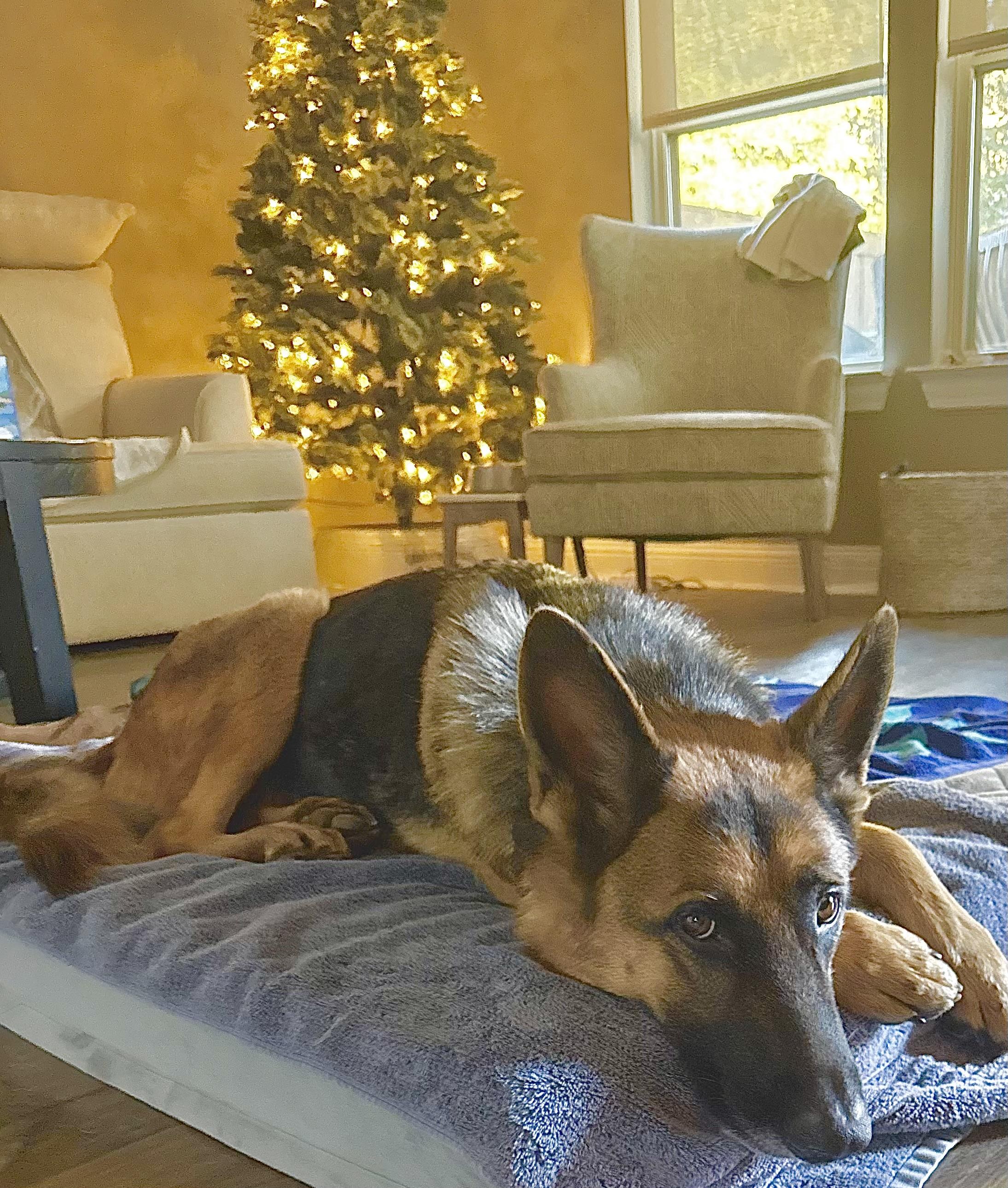 Enlarge Luna Blitzen, a ADOPTABLE mixed breed in Carrollton, TX image 3/3