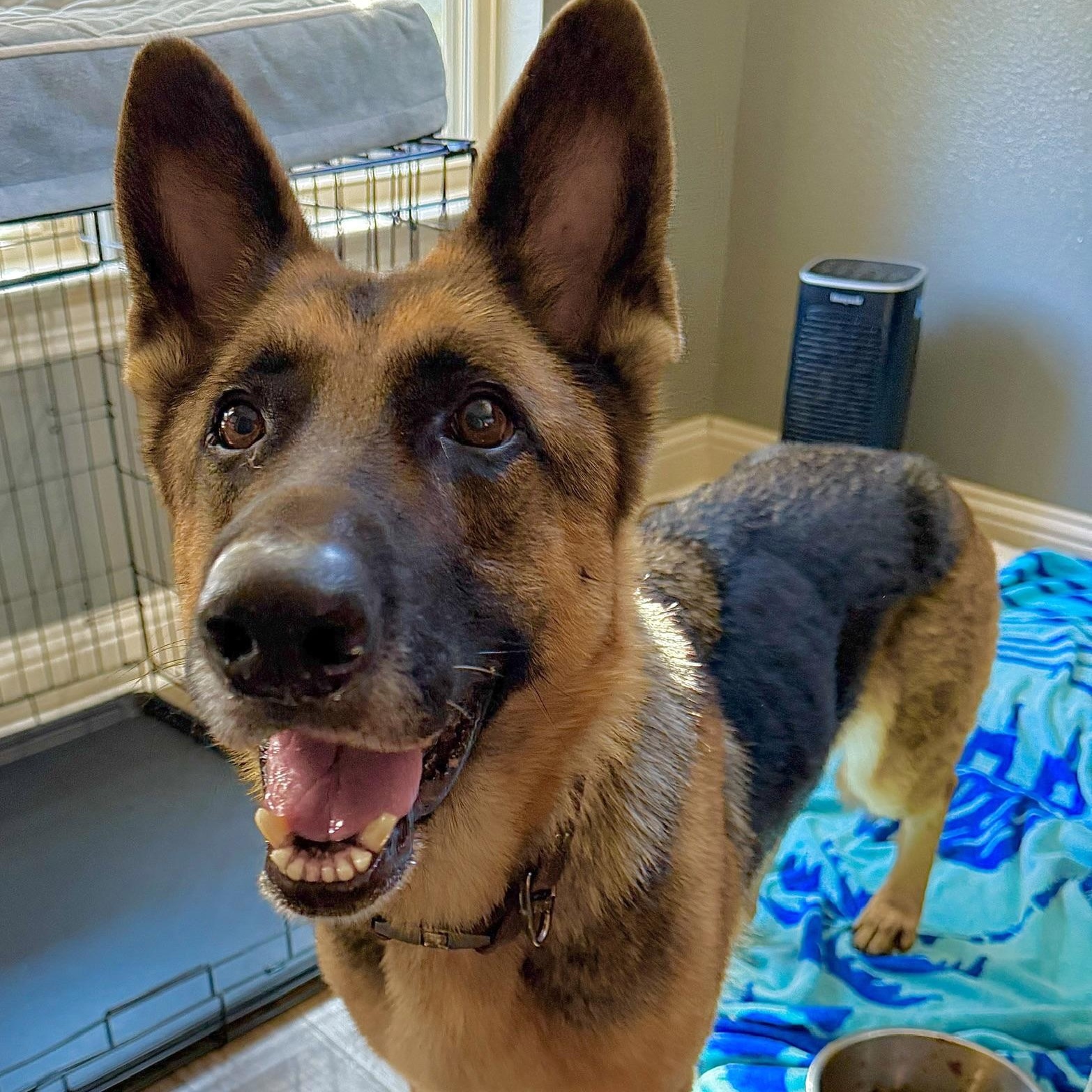 Luna Blitzen, a ADOPTABLE mixed breed in Carrollton, TX image 1/3