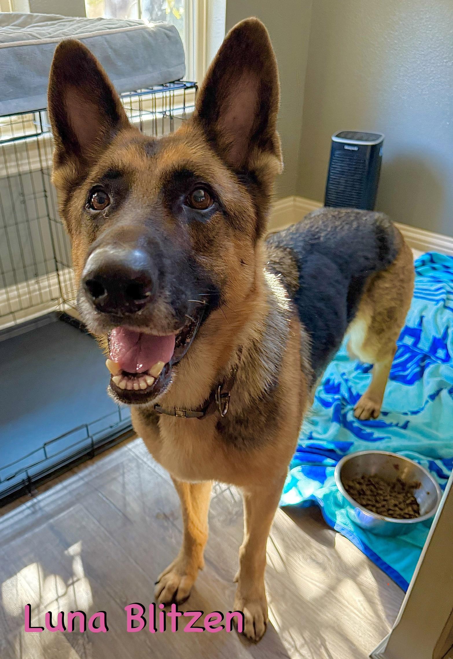 Enlarge Luna Blitzen, a ADOPTABLE mixed breed in Carrollton, TX image 1/3