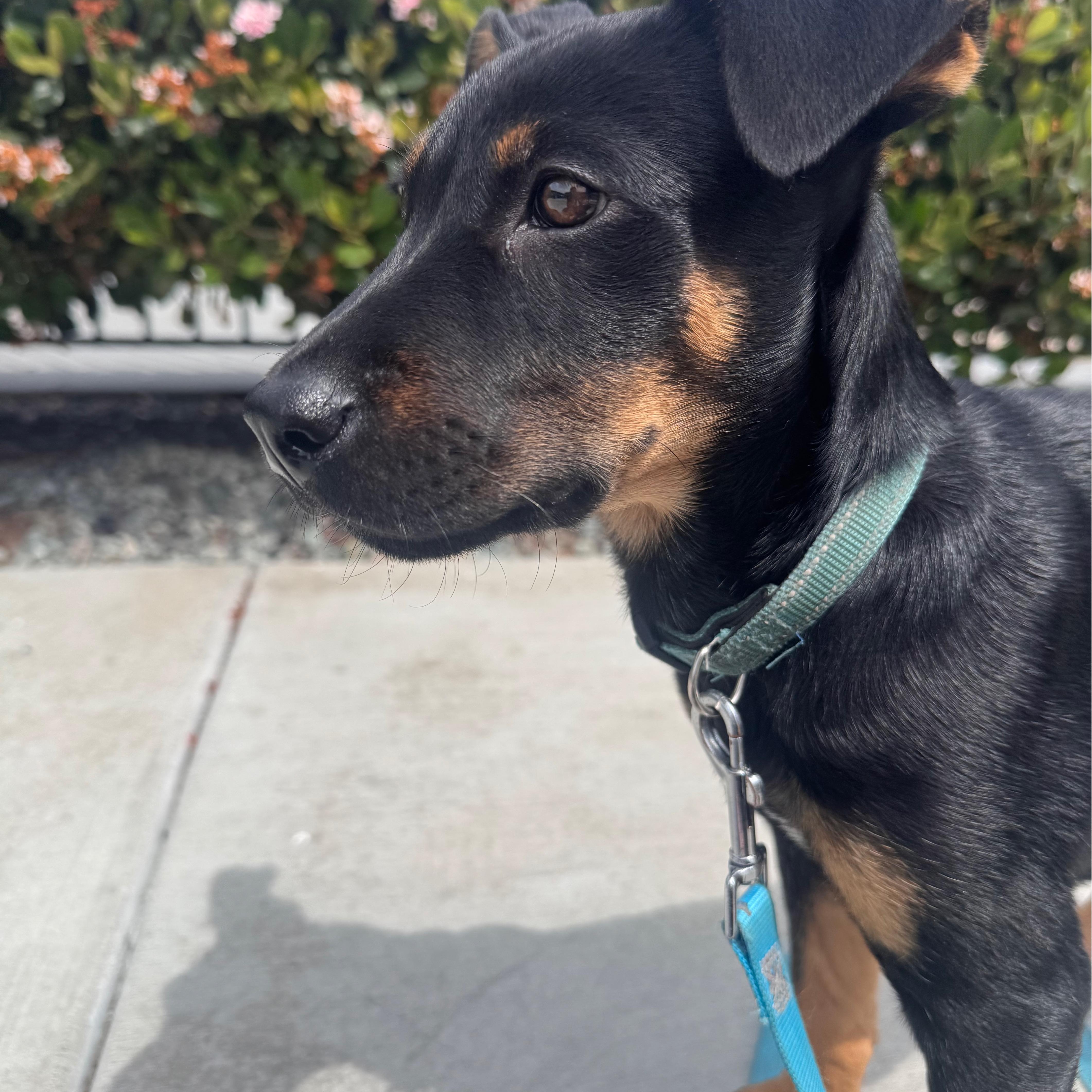 Enlarge Flint, a ADOPTABLE mixed breed in San Diego, CA image 2/5