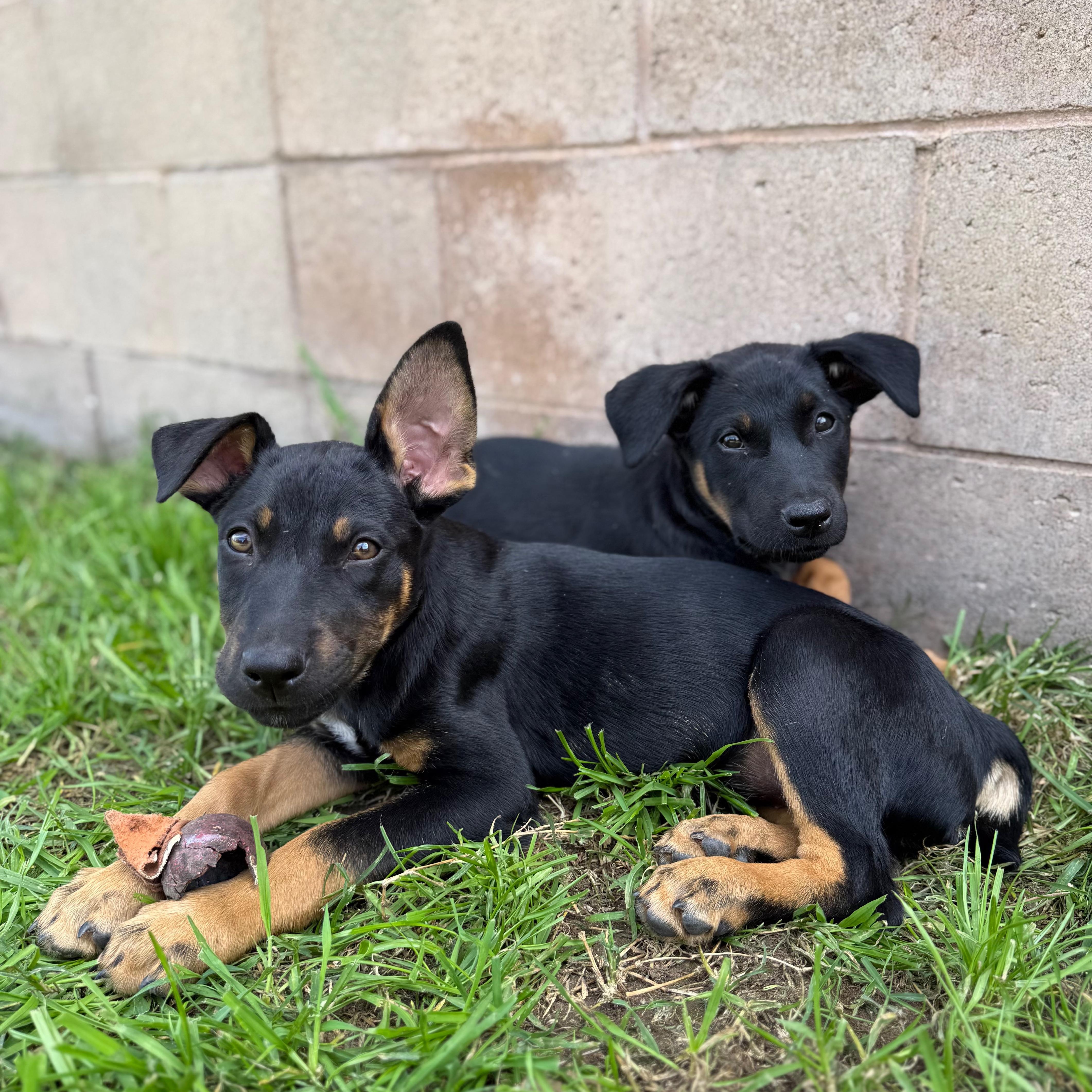 Enlarge Flint, a ADOPTABLE mixed breed in San Diego, CA image 5/5