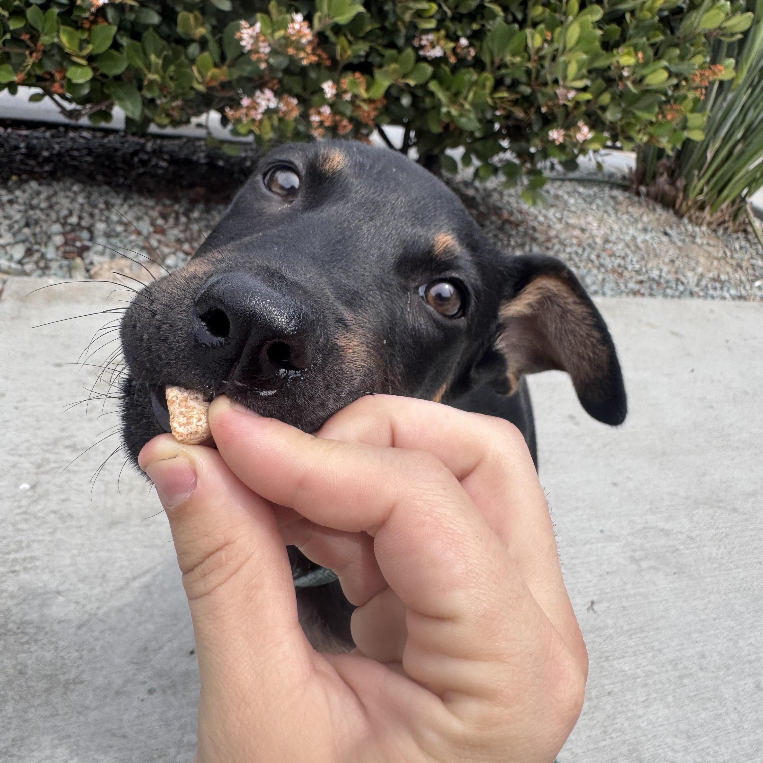 Enlarge Flint, a ADOPTABLE mixed breed in San Diego, CA image 3/5