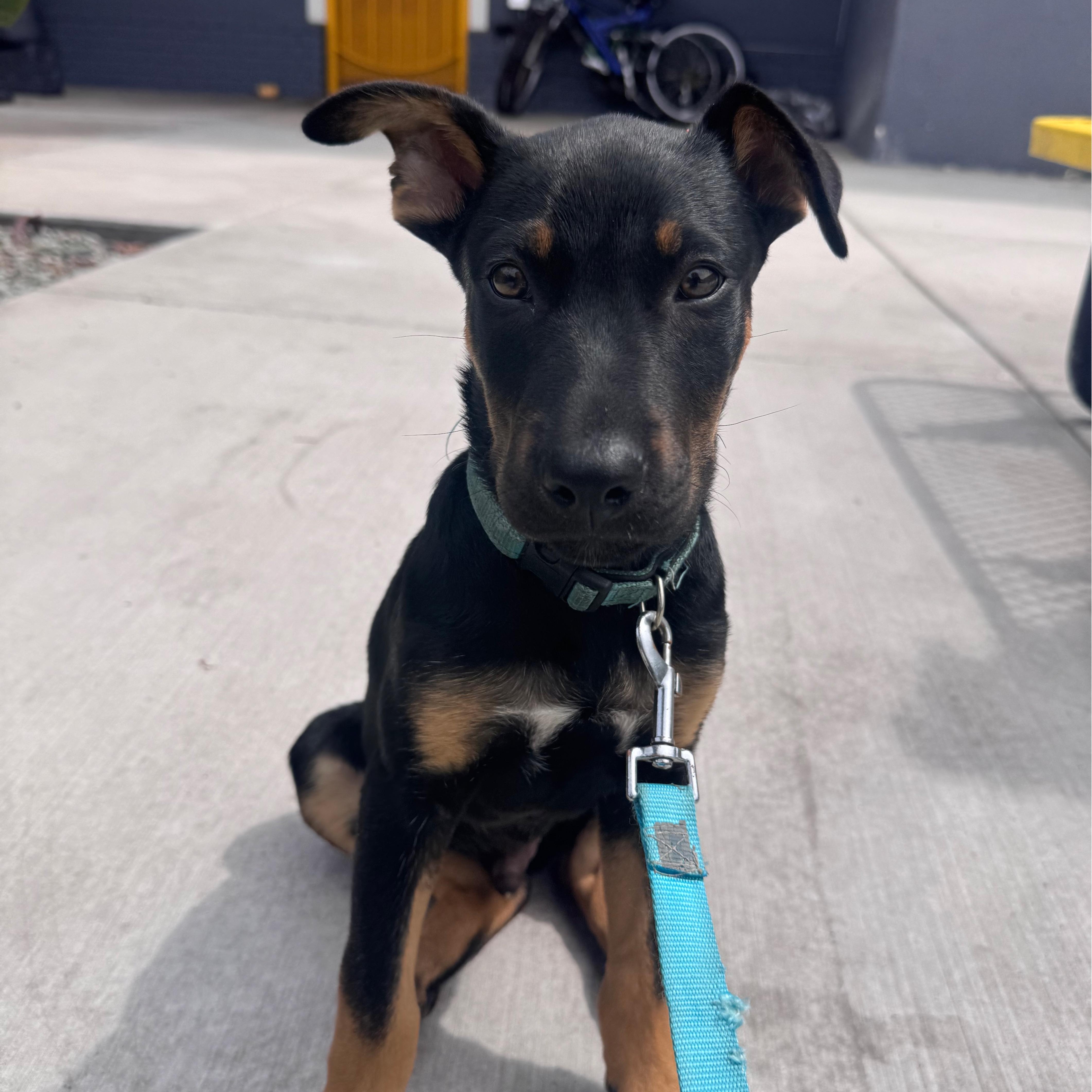 Flint, ADOPTABLE, Puppy Male Shepherd & Labrador Retriever.