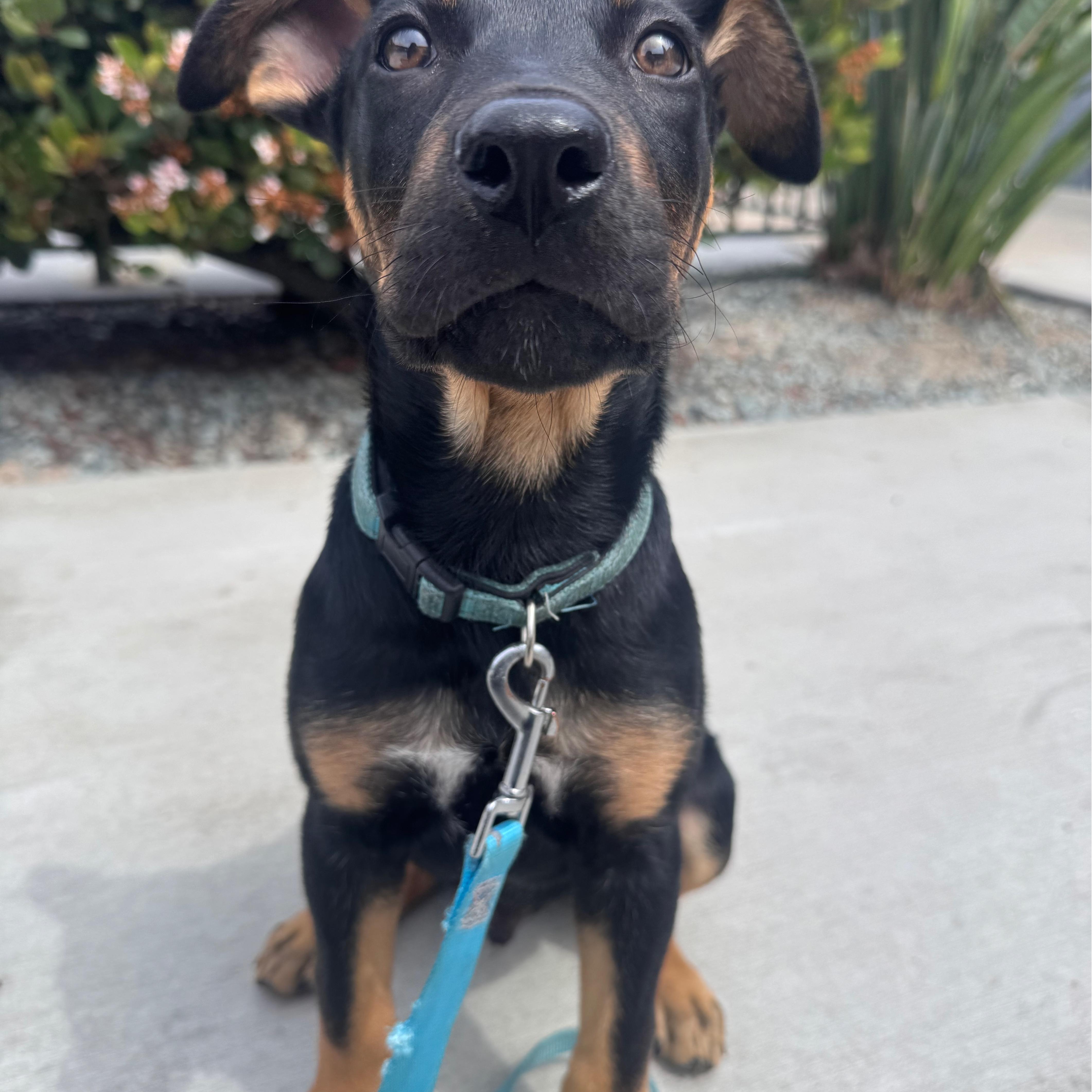 Enlarge Flint, a ADOPTABLE mixed breed in San Diego, CA image 4/5