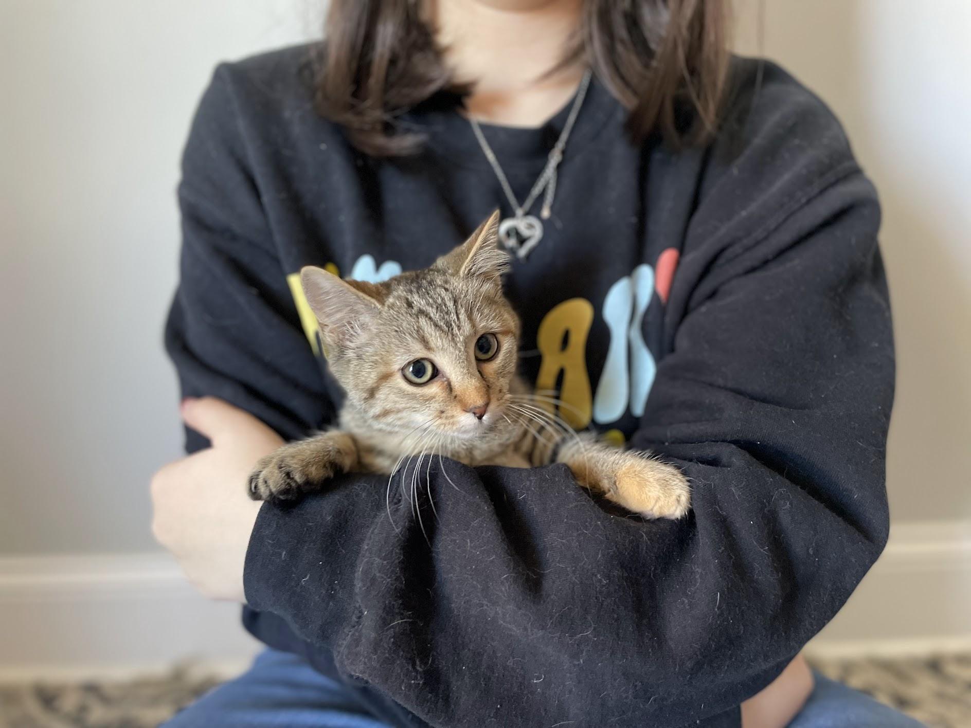 Ethel, a ADOPTABLE Domestic Short Hair in Murfreesboro, TN image 2/2