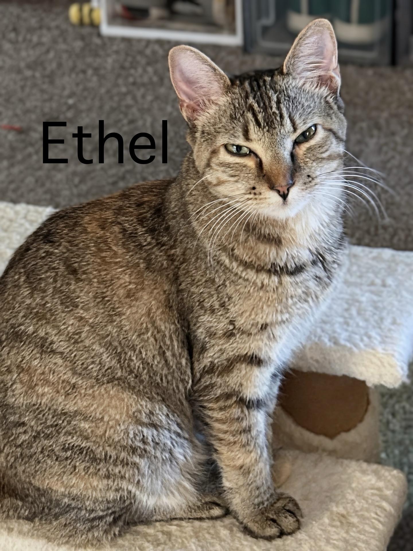Enlarge Ethel, a ADOPTABLE Domestic Short Hair in Murfreesboro, TN image 1/5