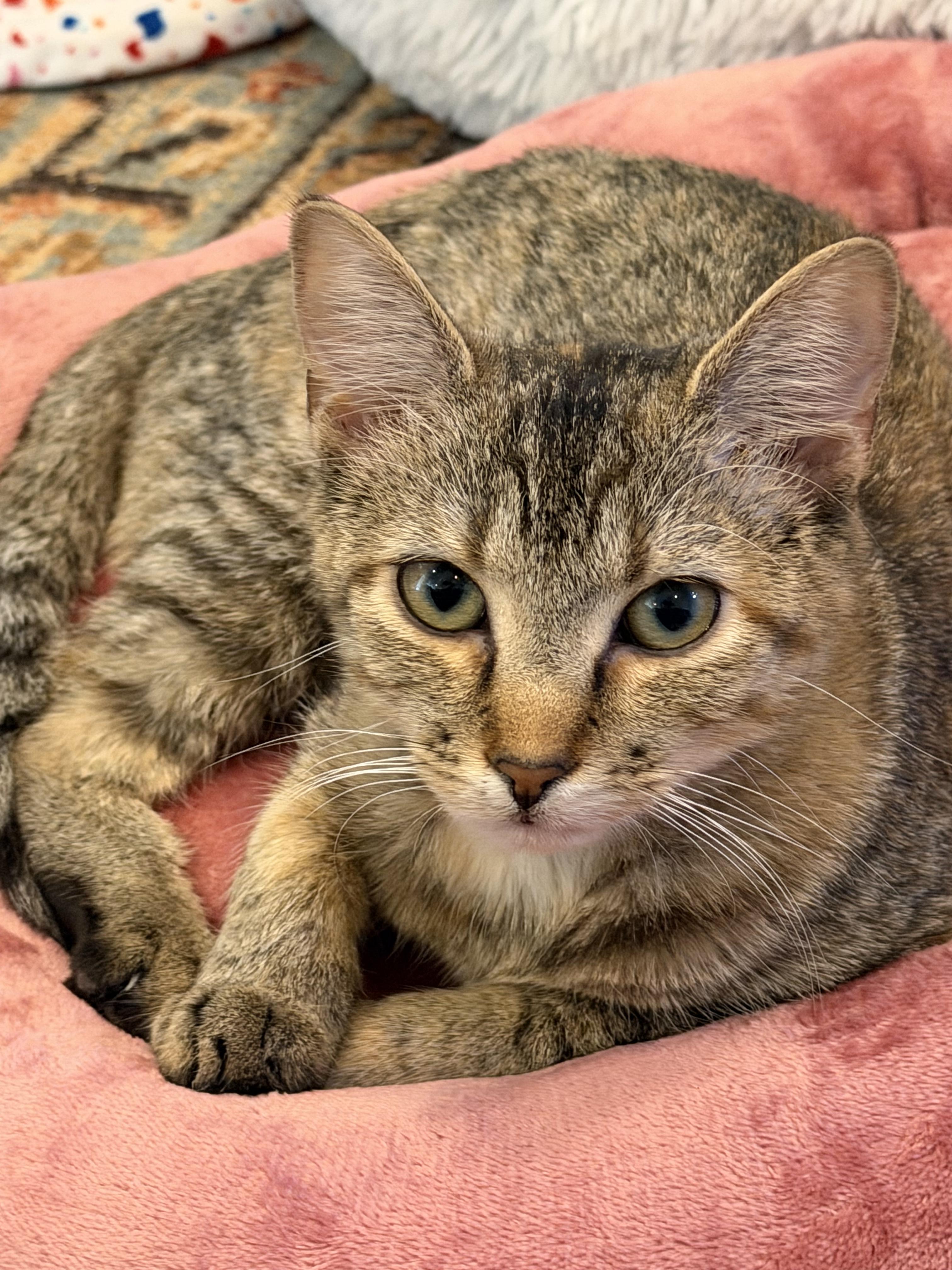 Ethel, ADOPTABLE, Kitten Female Domestic Short Hair.