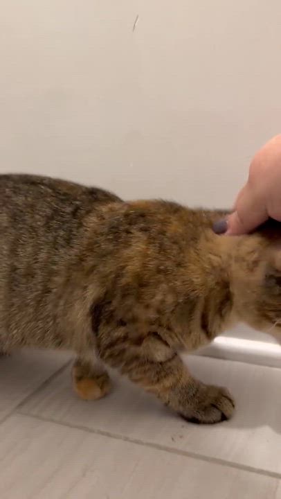 Enlarge Ethel, a ADOPTABLE Domestic Short Hair in Murfreesboro, TN video 4/4