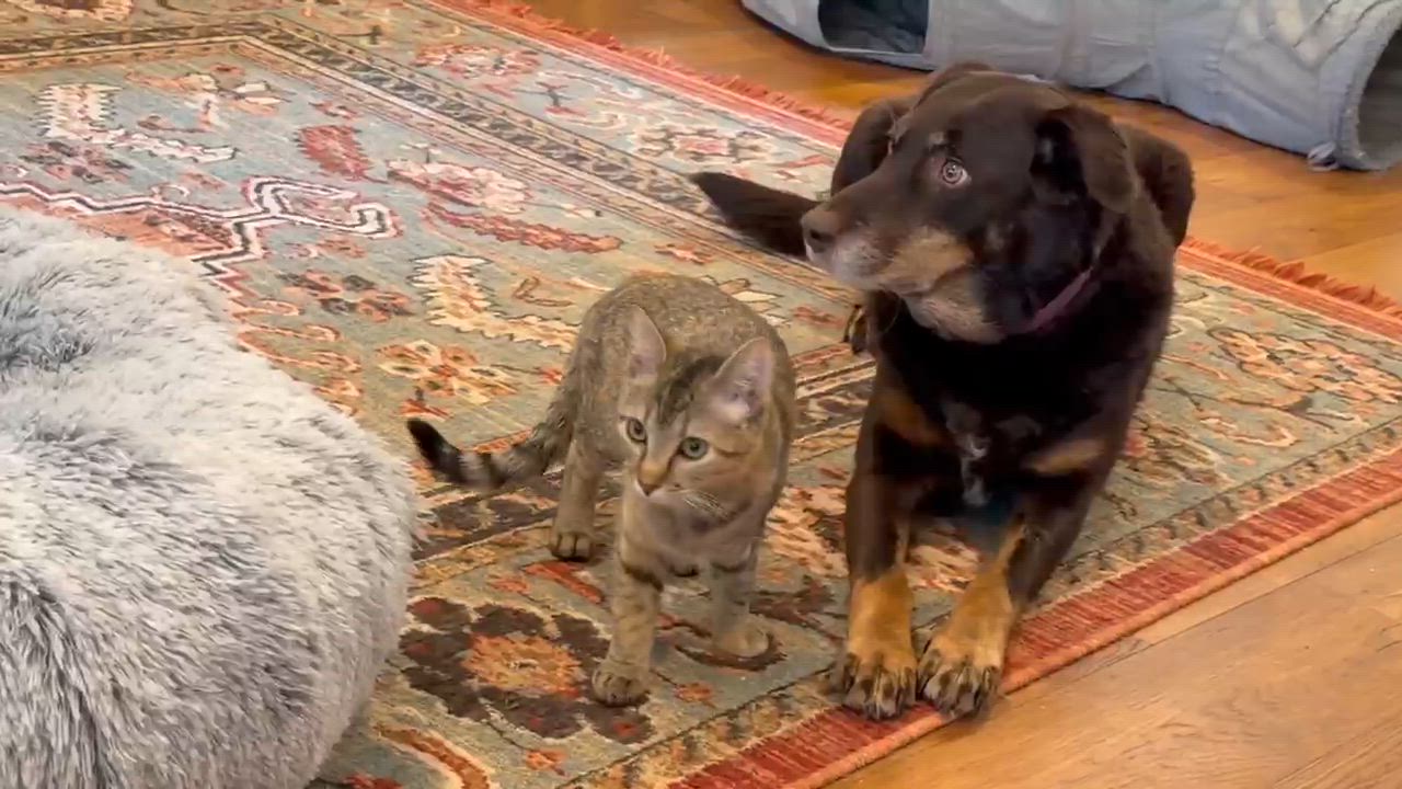 Enlarge Ethel, a ADOPTABLE Domestic Short Hair in Murfreesboro, TN video 3/4