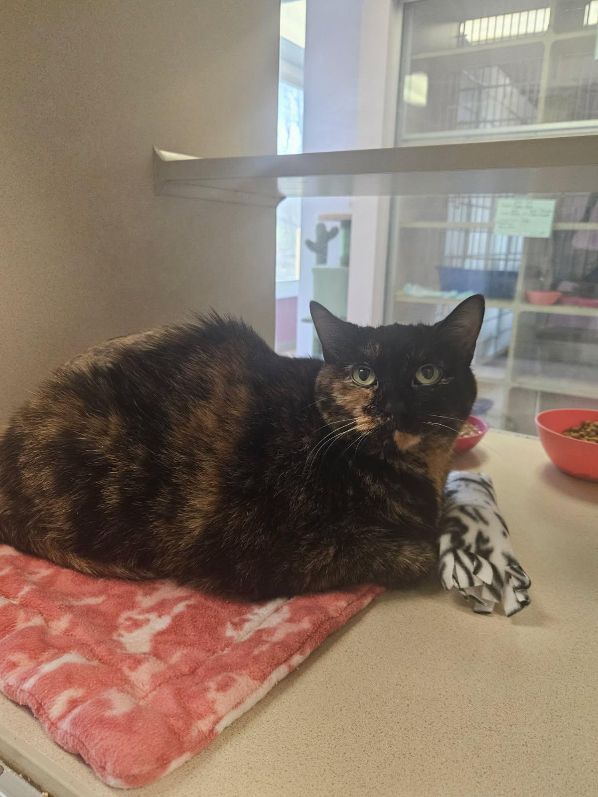 Enlarge Harriet, a ADOPTABLE Domestic Short Hair in Mansfield, OH image 1/1