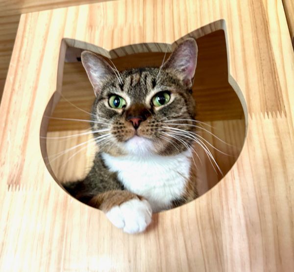 Enlarge Maria, a Adoptable Domestic Short Hair in Mahwah, NJ image 7/9