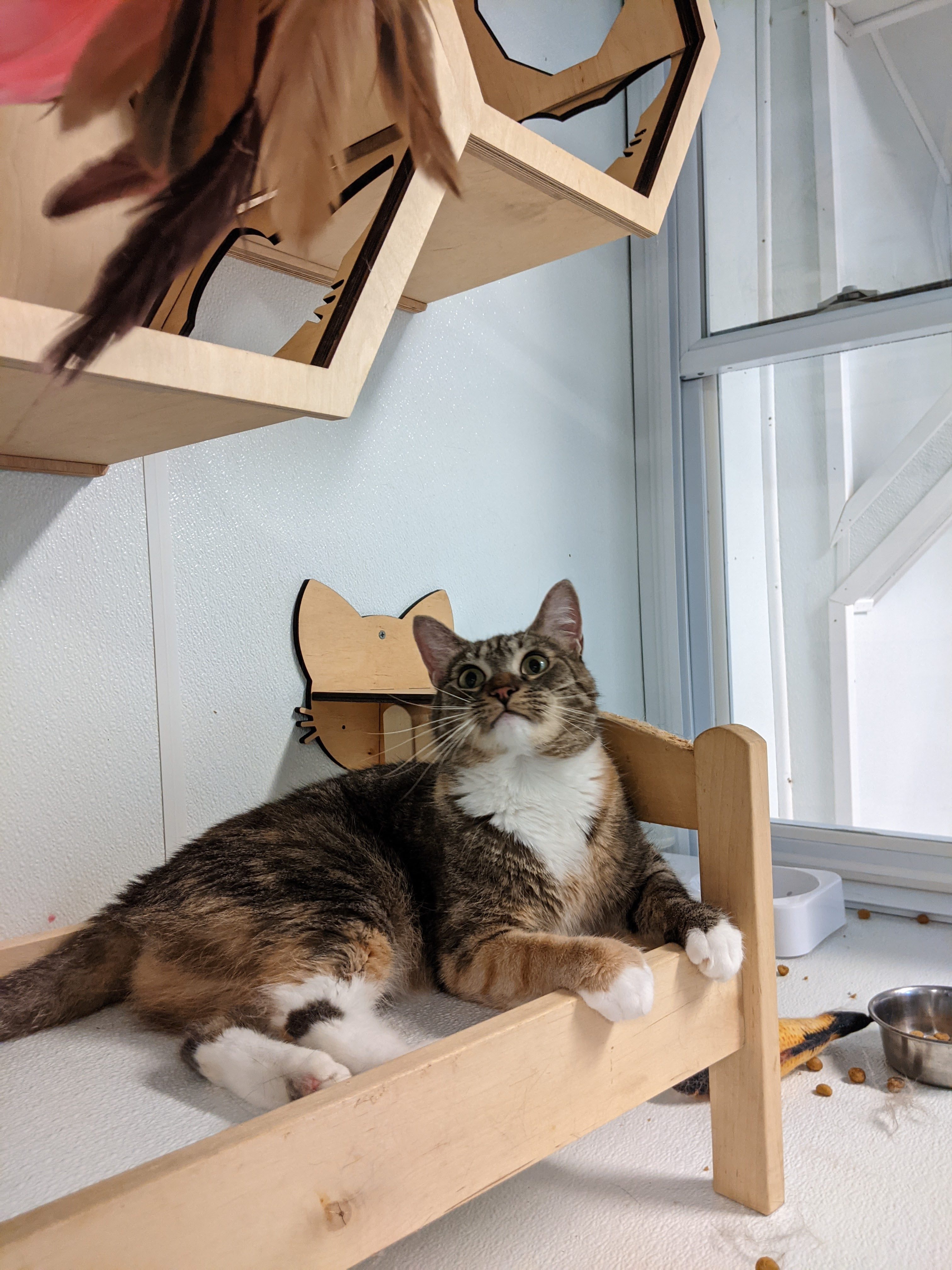 Enlarge Maria, a Adoptable Domestic Short Hair in Mahwah, NJ image 8/9