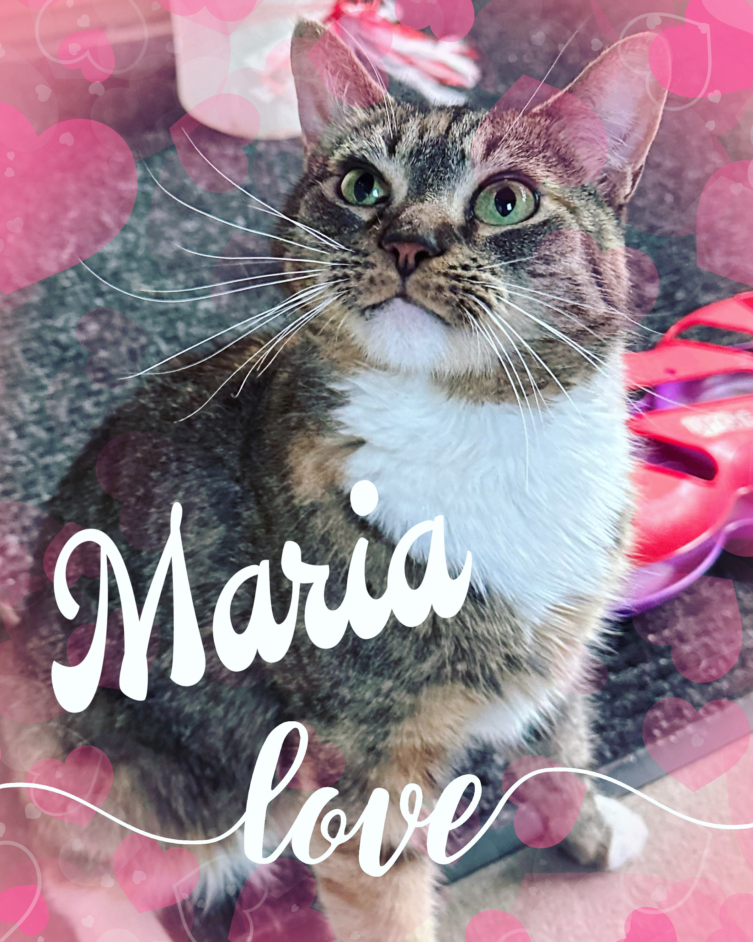 Maria, Adoptable, Adult Female Domestic Short Hair.