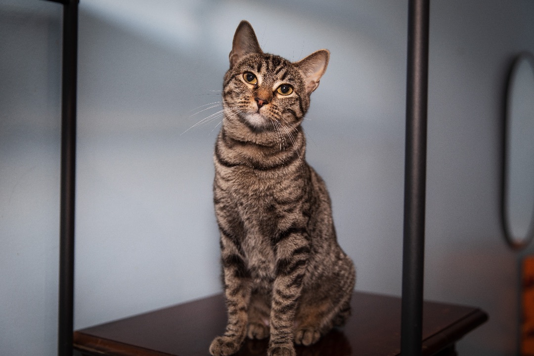 Azazel, a Adoptable Abyssinian in Chicago, IL image 1/6