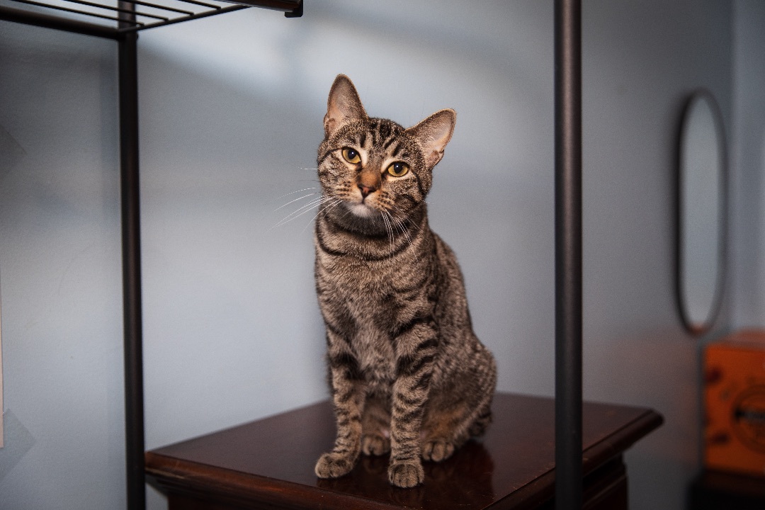 Azazel, a Adoptable Abyssinian in Chicago, IL image 2/6