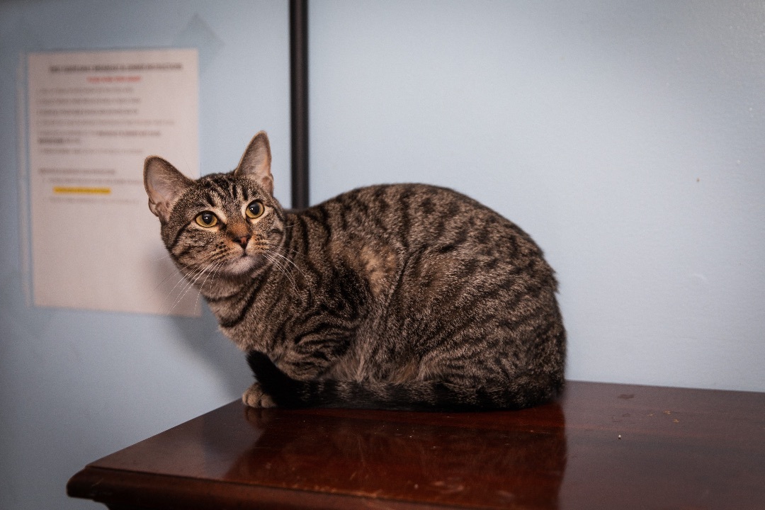 Azazel, a Adoptable Abyssinian in Chicago, IL image 3/6