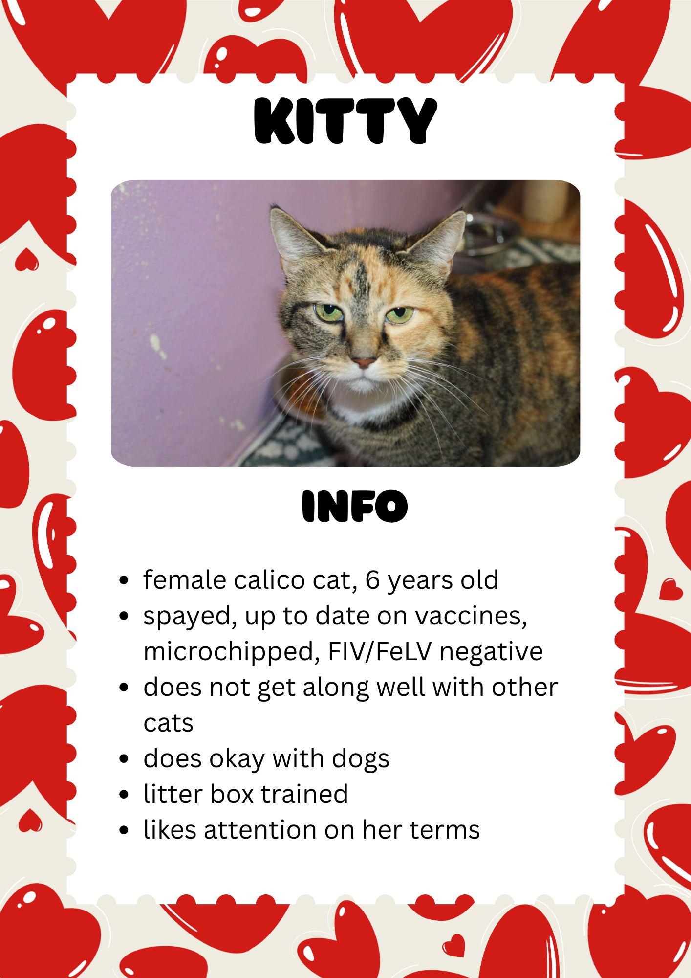 Kitty, Adoptable, Adult Female Domestic Short Hair.