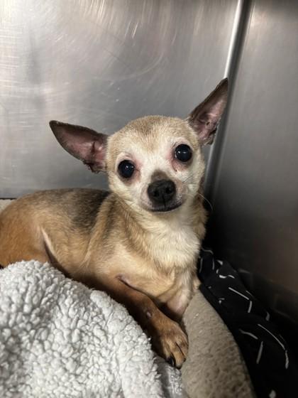 Paco, adopted, Adult Male Chihuahua.