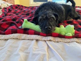 Dylan (fka Devlin), an adoptable Mixed Breed in Watertown, WI image 2/6
