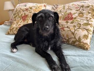 Dylan (fka Devlin), adoptable, Adult Male Mixed Breed.
