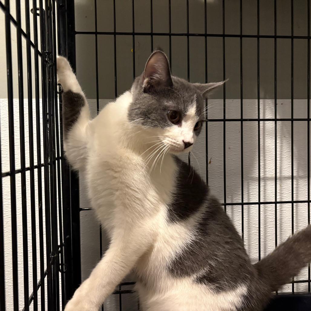 Enlarge William Catner, a Adoptable Domestic Short Hair in Fredericksburg, VA image 1/3