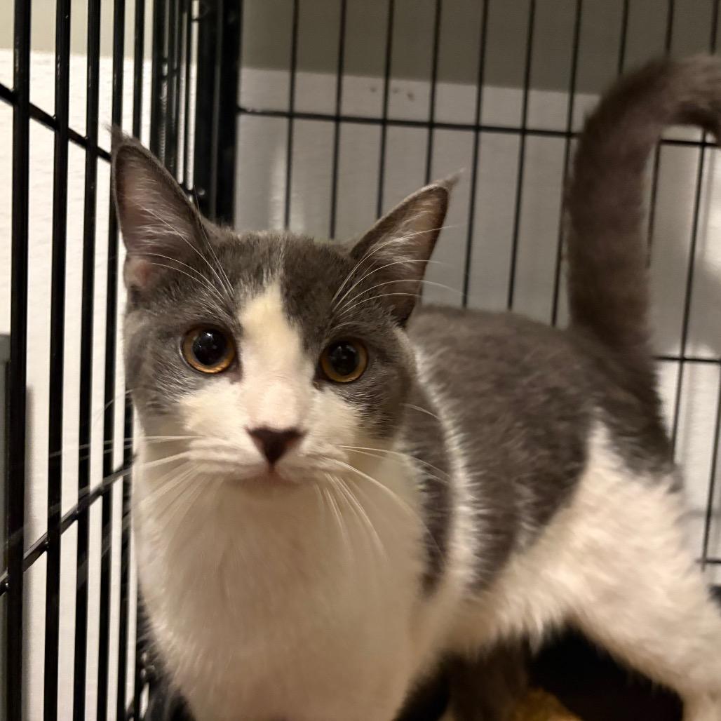 Enlarge William Catner, a Adoptable Domestic Short Hair in Fredericksburg, VA image 2/3