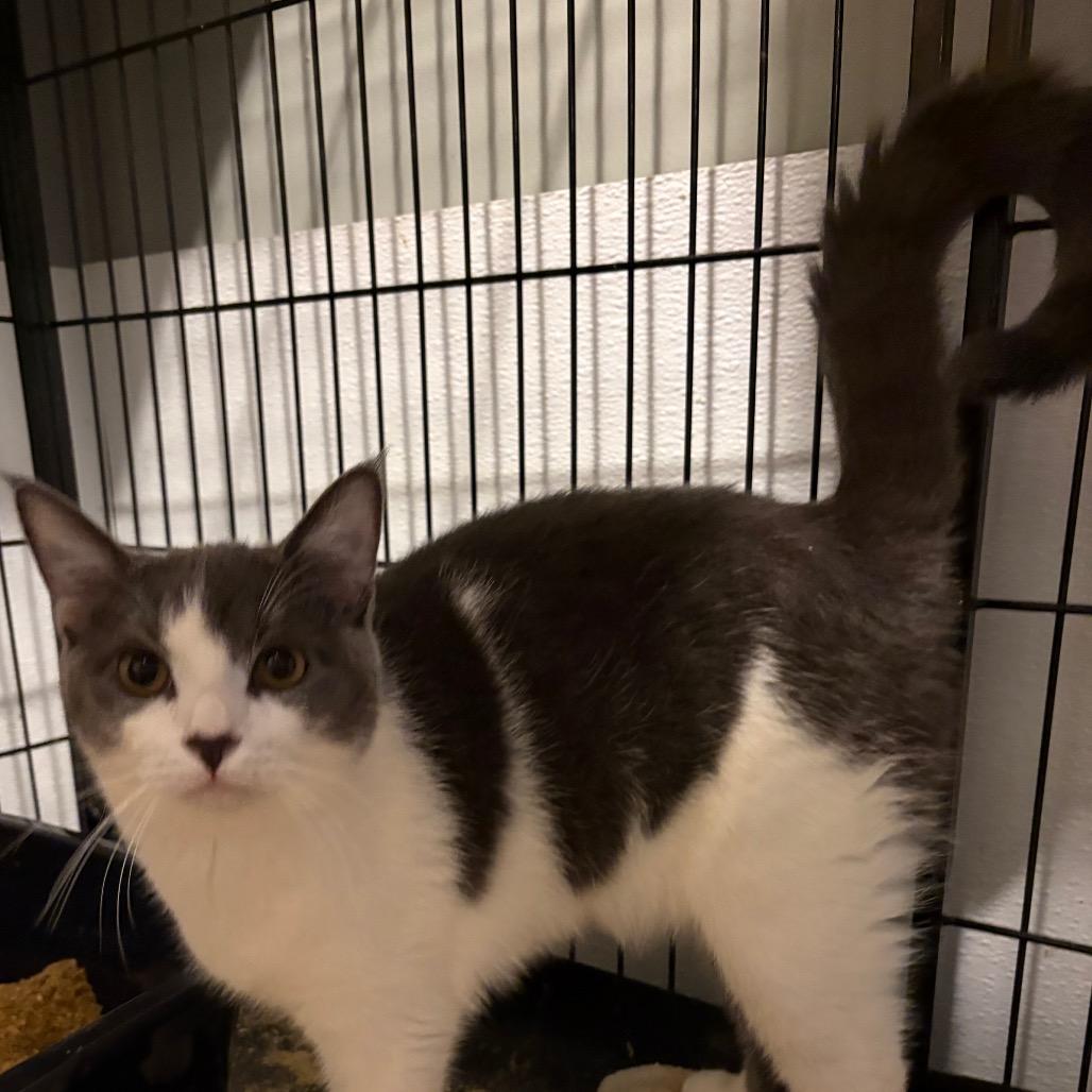 Enlarge William Catner, a Adoptable Domestic Short Hair in Fredericksburg, VA image 3/3