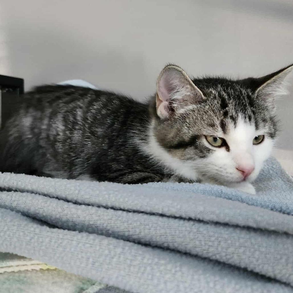 Benatar, Adoptable, Kitten Female Domestic Short Hair.