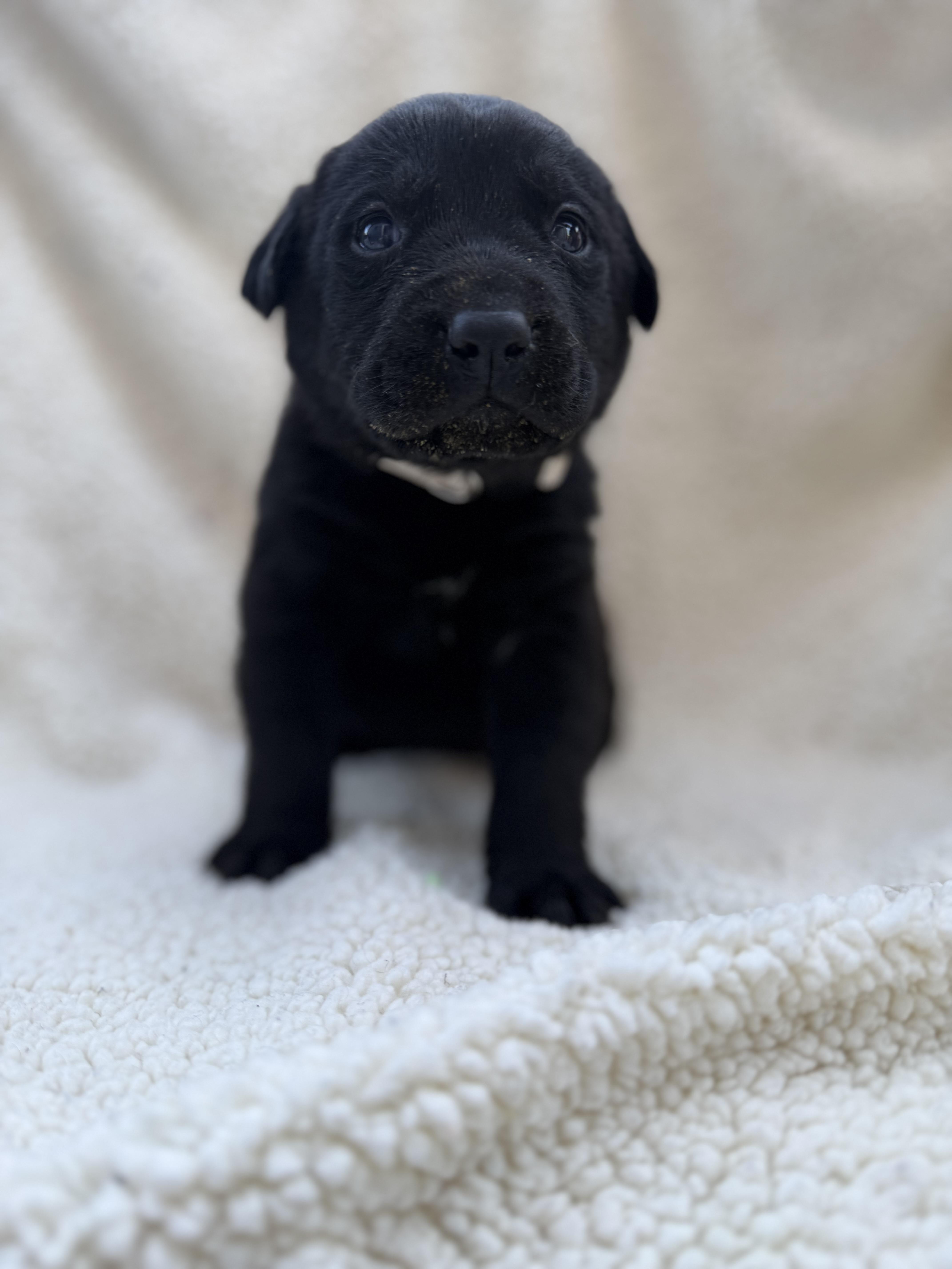 Enlarge BLONDIE, a Adoptable mixed breed in Discovery Bay, CA image 1/2