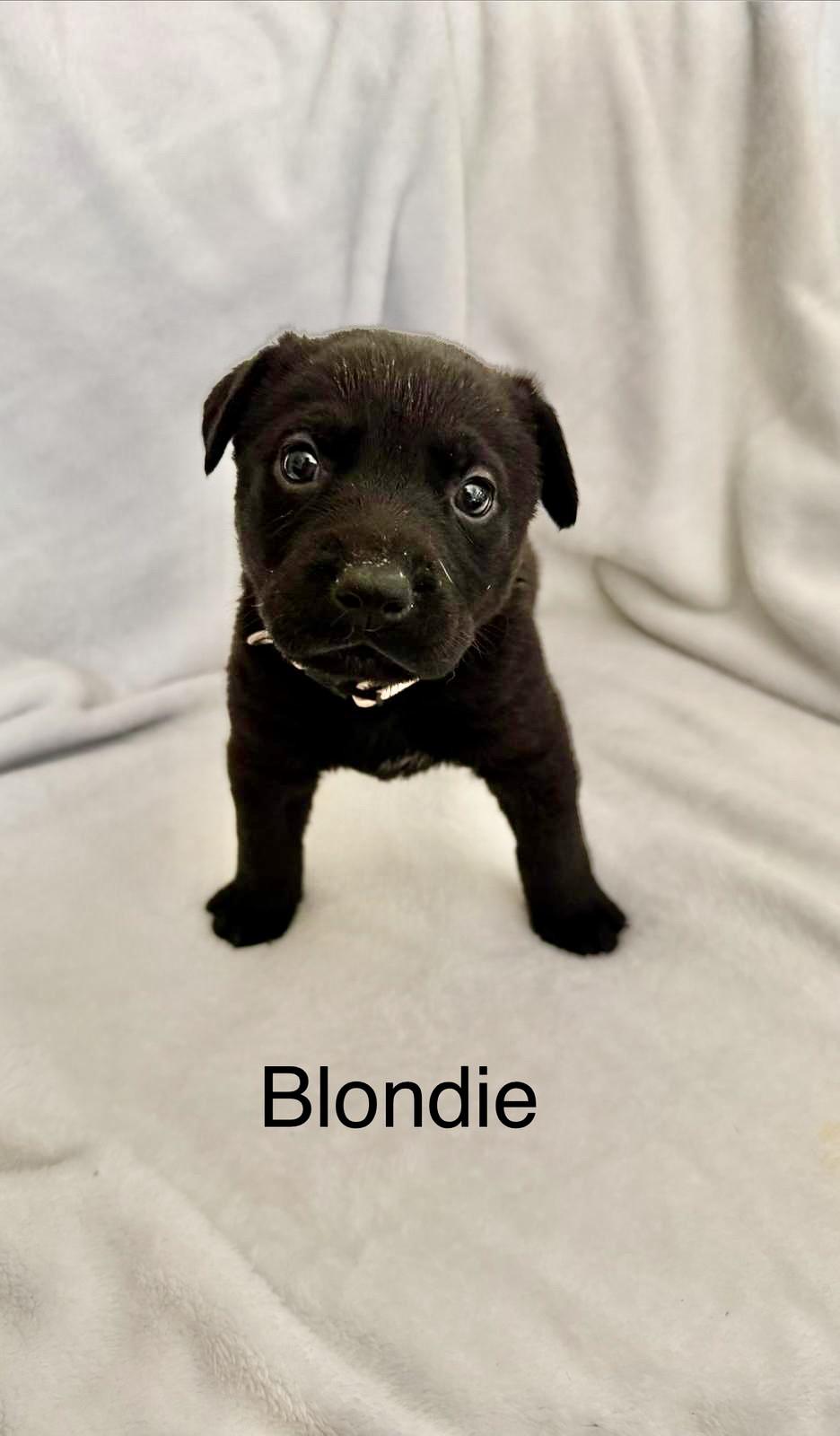 Enlarge BLONDIE, a Adoptable mixed breed in Discovery Bay, CA image 2/2