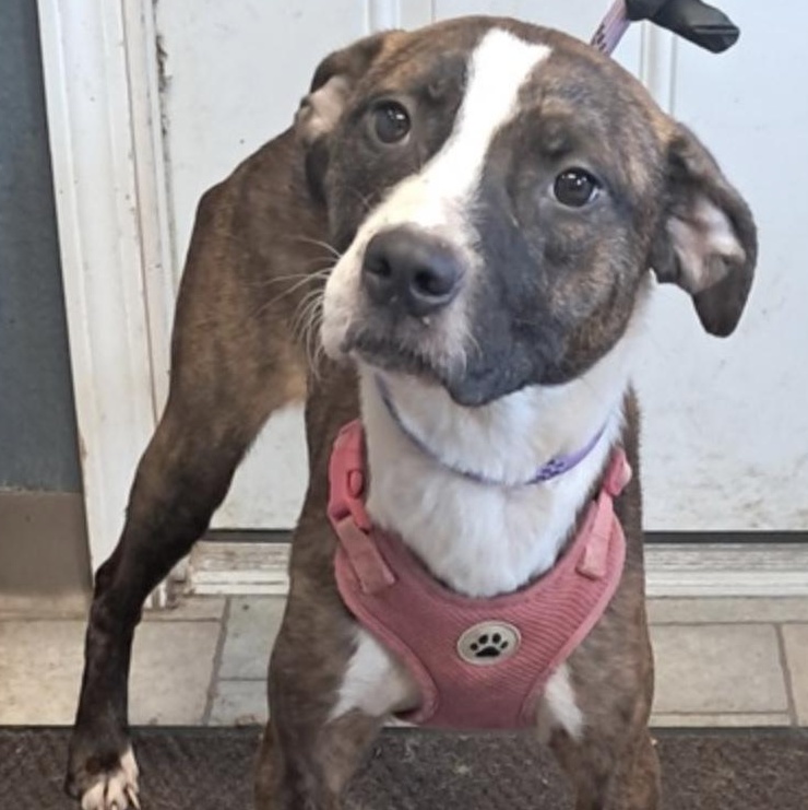 Ethel, Adoptable, Young Female Boxer.