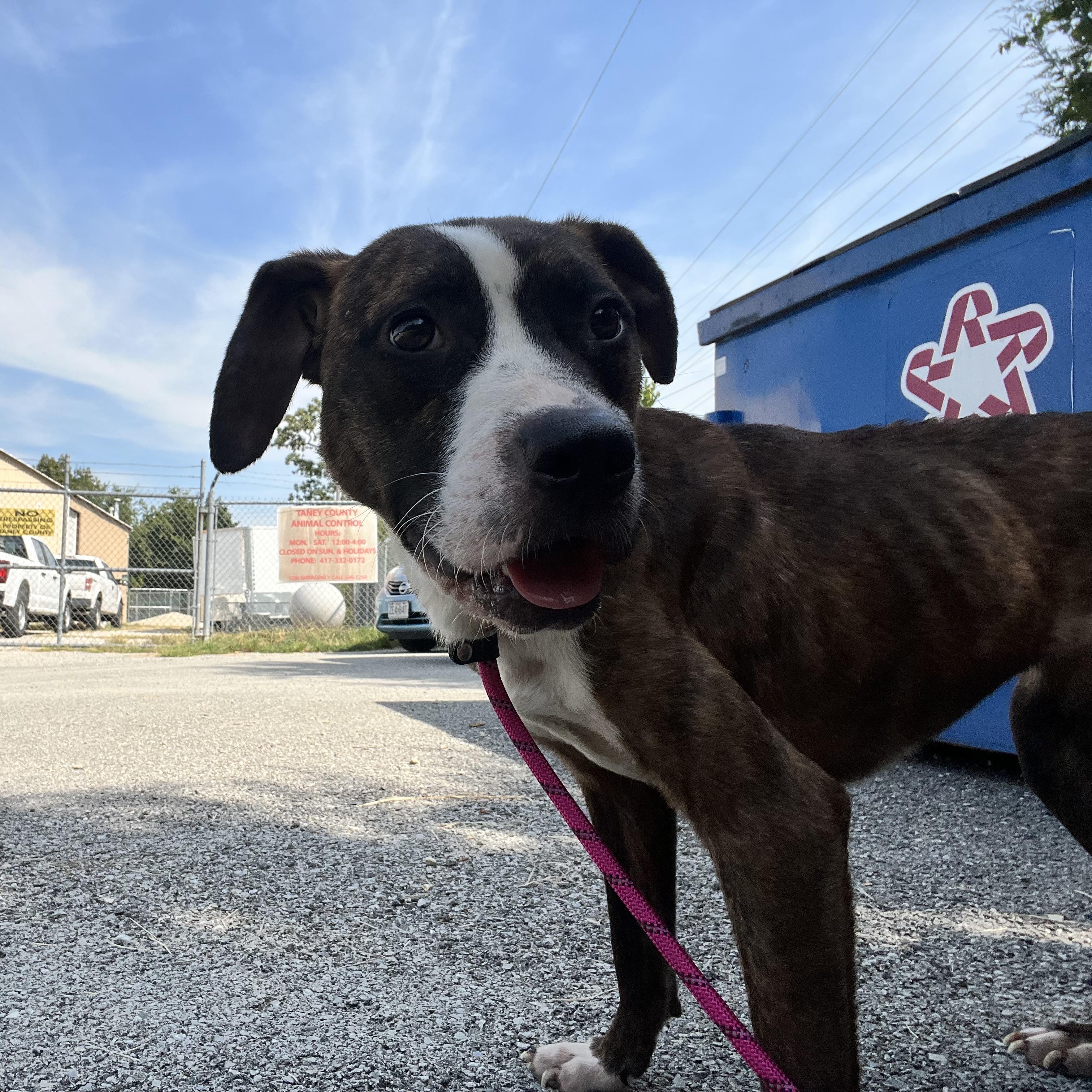 Enlarge Ethel, a Adoptable mixed breed in Hollister, MO image 2/2
