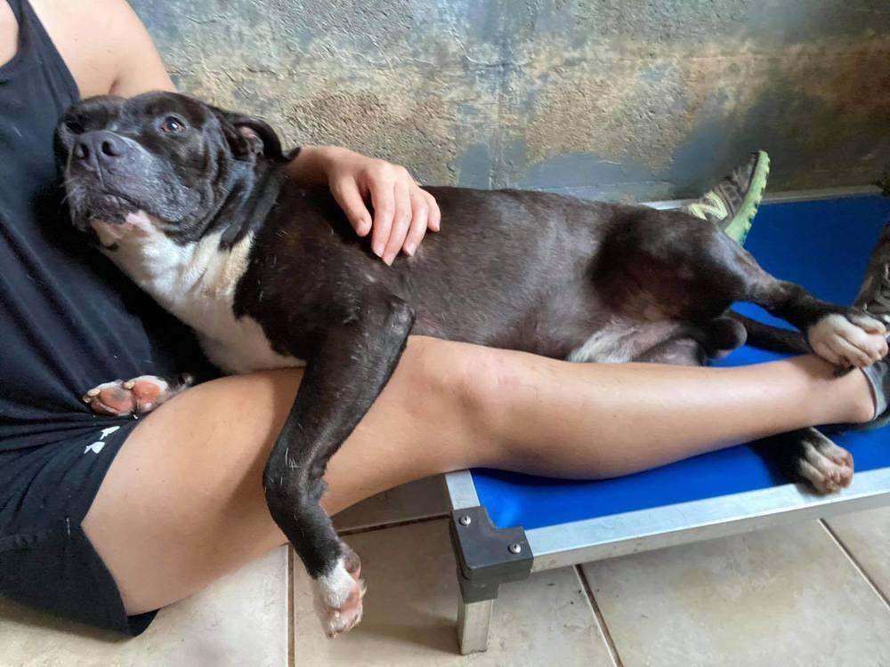 Bonanza, a Adoptable mixed breed image 2/2