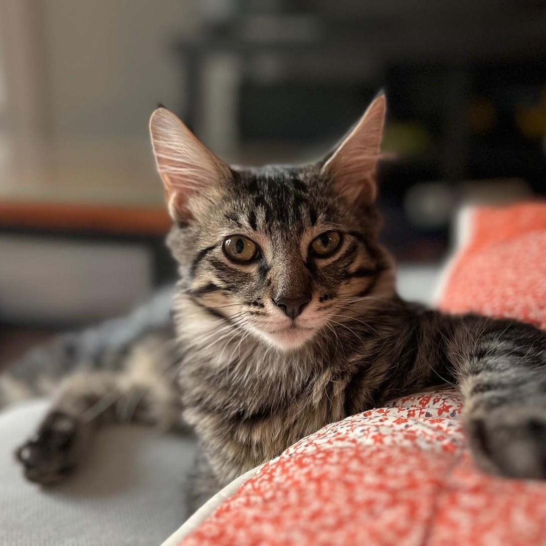 Cyprus (& Mykonos), a Adoptable Domestic Long Hair in Chicago, IL image 6/6