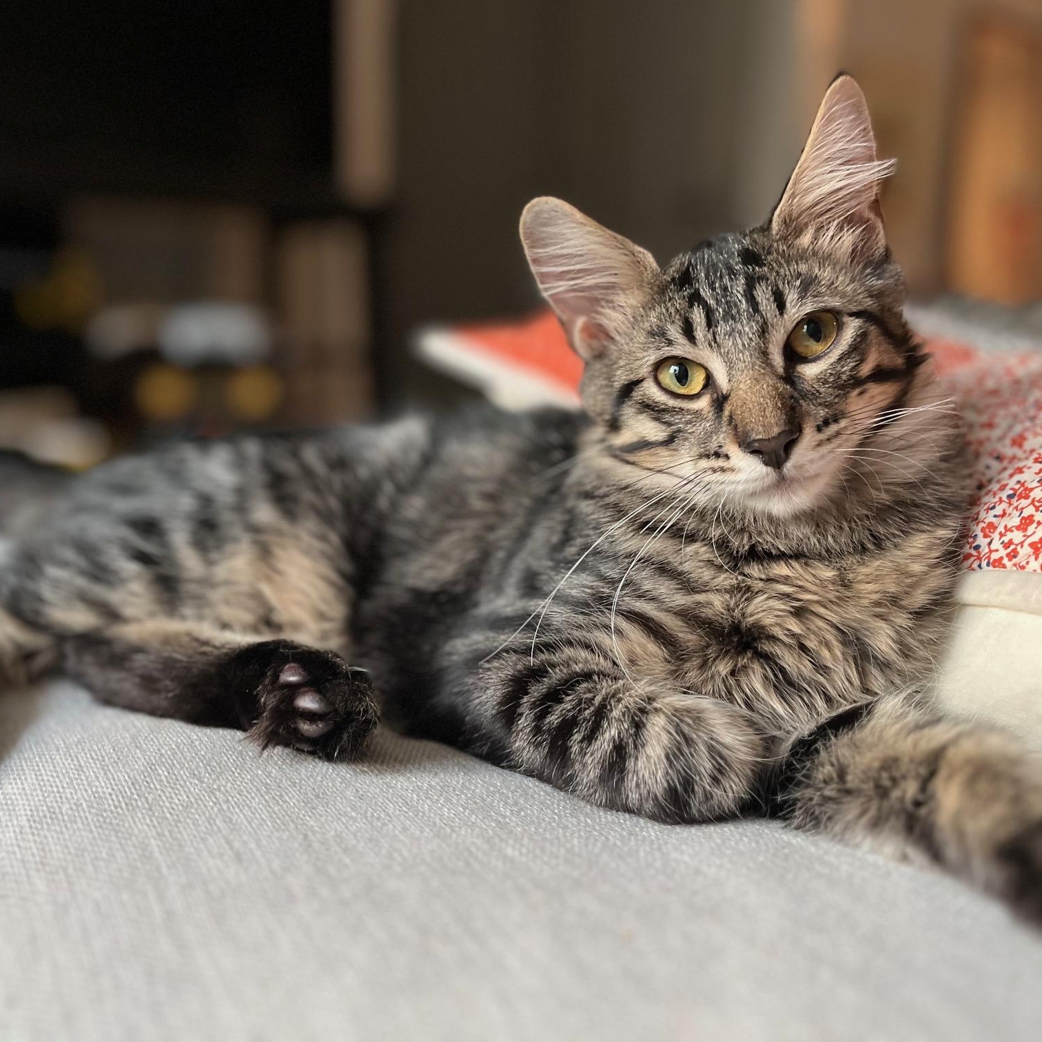 Cyprus (& Mykonos), a Adoptable Domestic Long Hair in Chicago, IL image 2/6