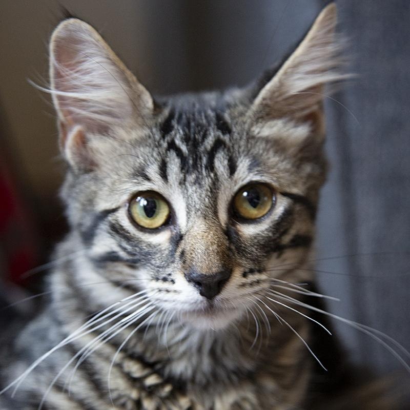 Cyprus (& Mykonos), a Adoptable Domestic Long Hair in Chicago, IL image 3/6