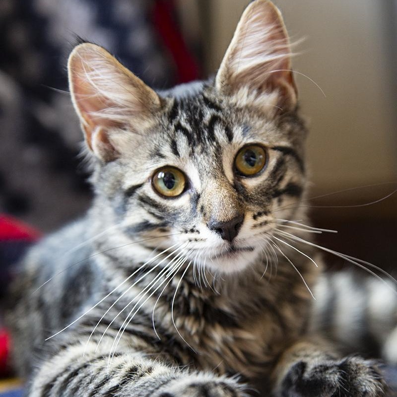 Cyprus (& Mykonos), a Adoptable Domestic Long Hair in Chicago, IL image 4/6