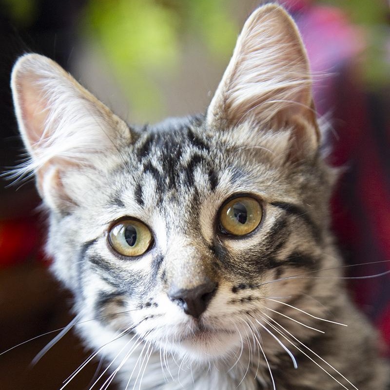 Cyprus (& Mykonos), a Adoptable Domestic Long Hair in Chicago, IL image 1/6